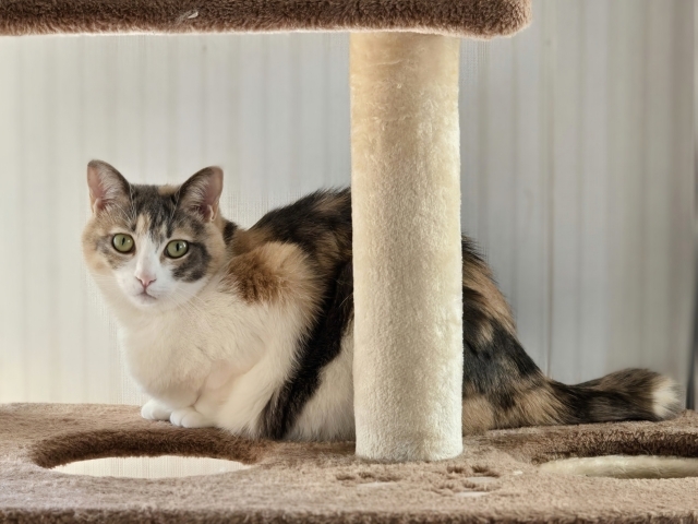 猫３.jpg