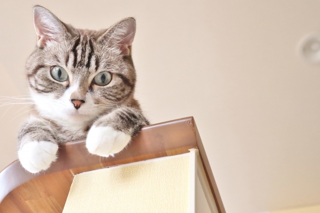 猫２.jpg
