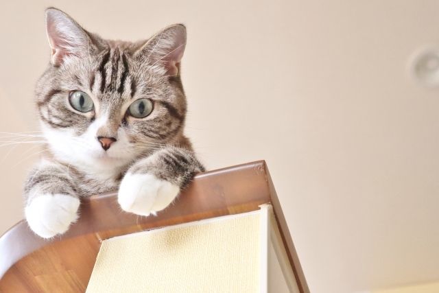 猫２.jpg